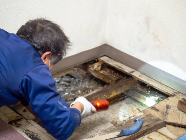 Attic Mold Removal in Greenville, GA