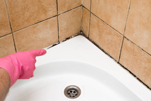 Best Attic Mold Removal  in Greenville, GA